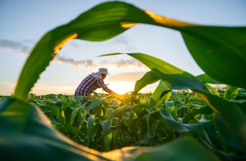 Leia mais sobre o artigo Crédito rural para agricultura familiar cresce R$ 235 milhões no Espírito Santo e supera R$ 2,36 bilhões